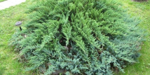 Juniperus vulgaris zeleni tepih